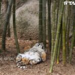 動物園虎寶睡成「飽昏虎斑貓」！四腳朝天肚肚0遮擋　網笑：超欠摸